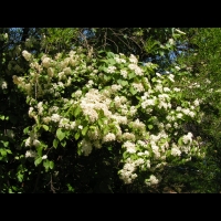 Viburnum dilatatum (fam Caprifoliacees) (Japon) (2)